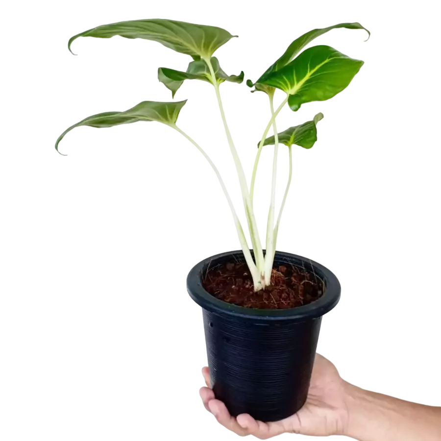 Homalomena Lindenii- Rare