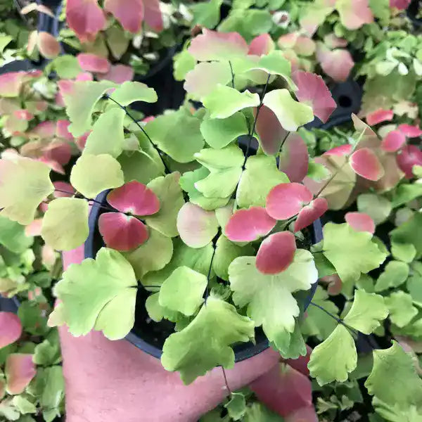 Adiantum Macrophyllum, Maidenhair Fern, Adantium Spp - Rare