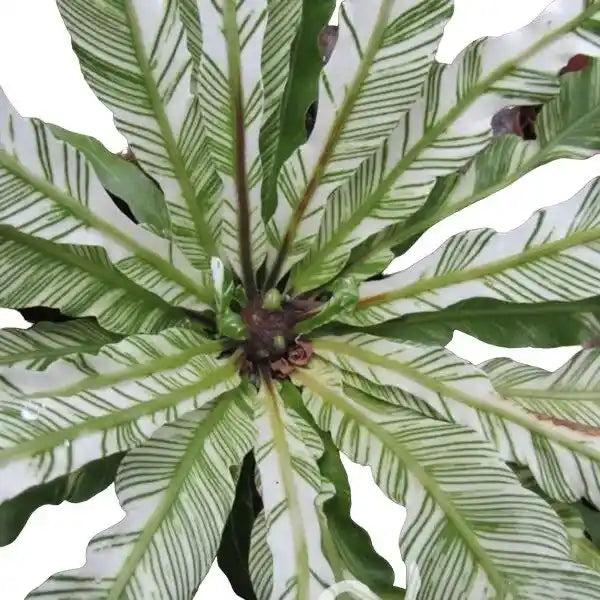 Bird Nest Fern Variegated (Asplenium nidus variegated) - Super Rare