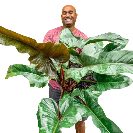 Philodendron ‘Florida Bronze’ - Rare Plant