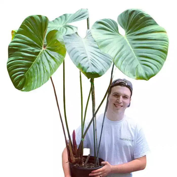 Philodendron Lynamii- Rare (Big Plant)