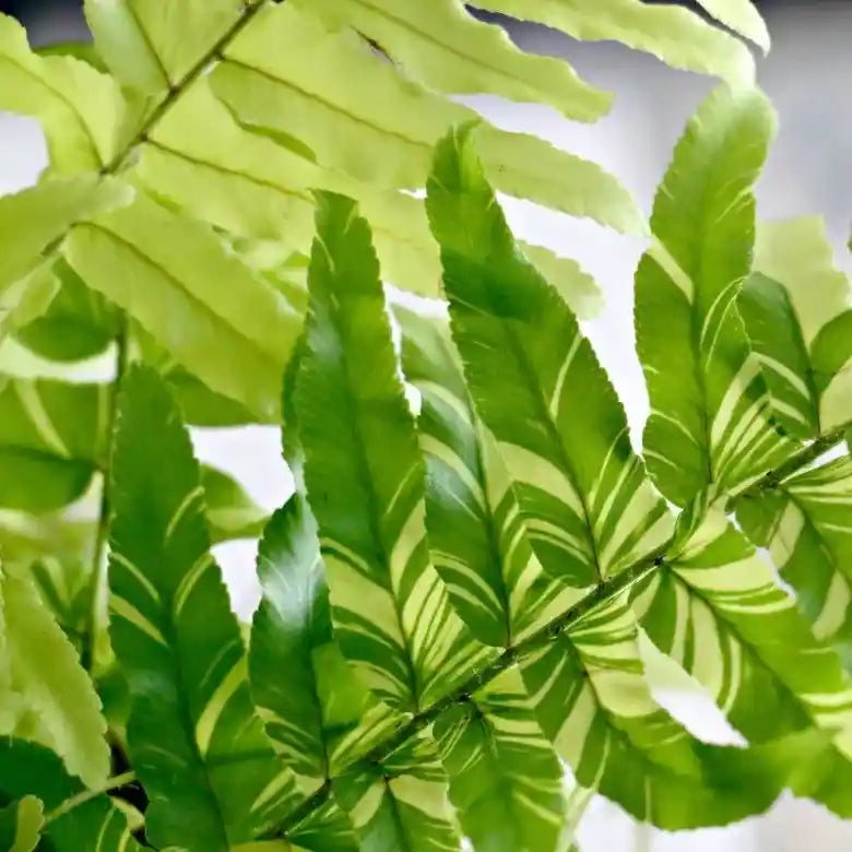 Tiger Boston Fern