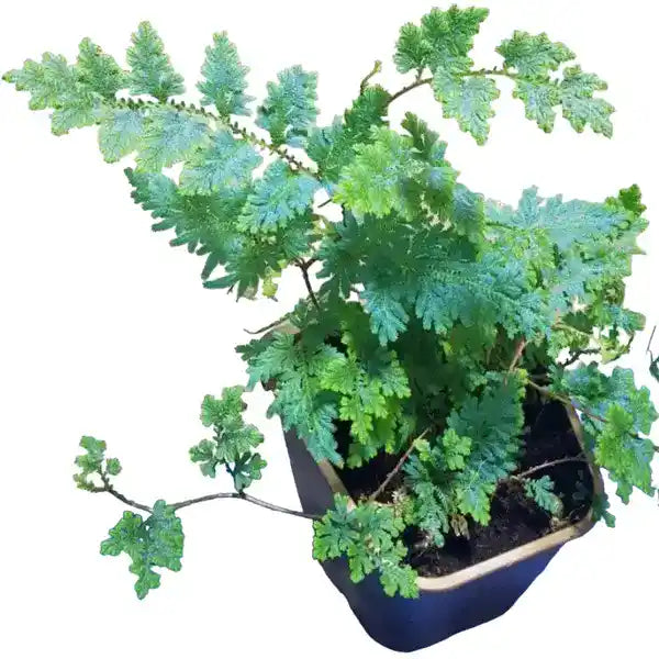 Blue Peacock Fern, Selaginella Willdenowii- Very Rare