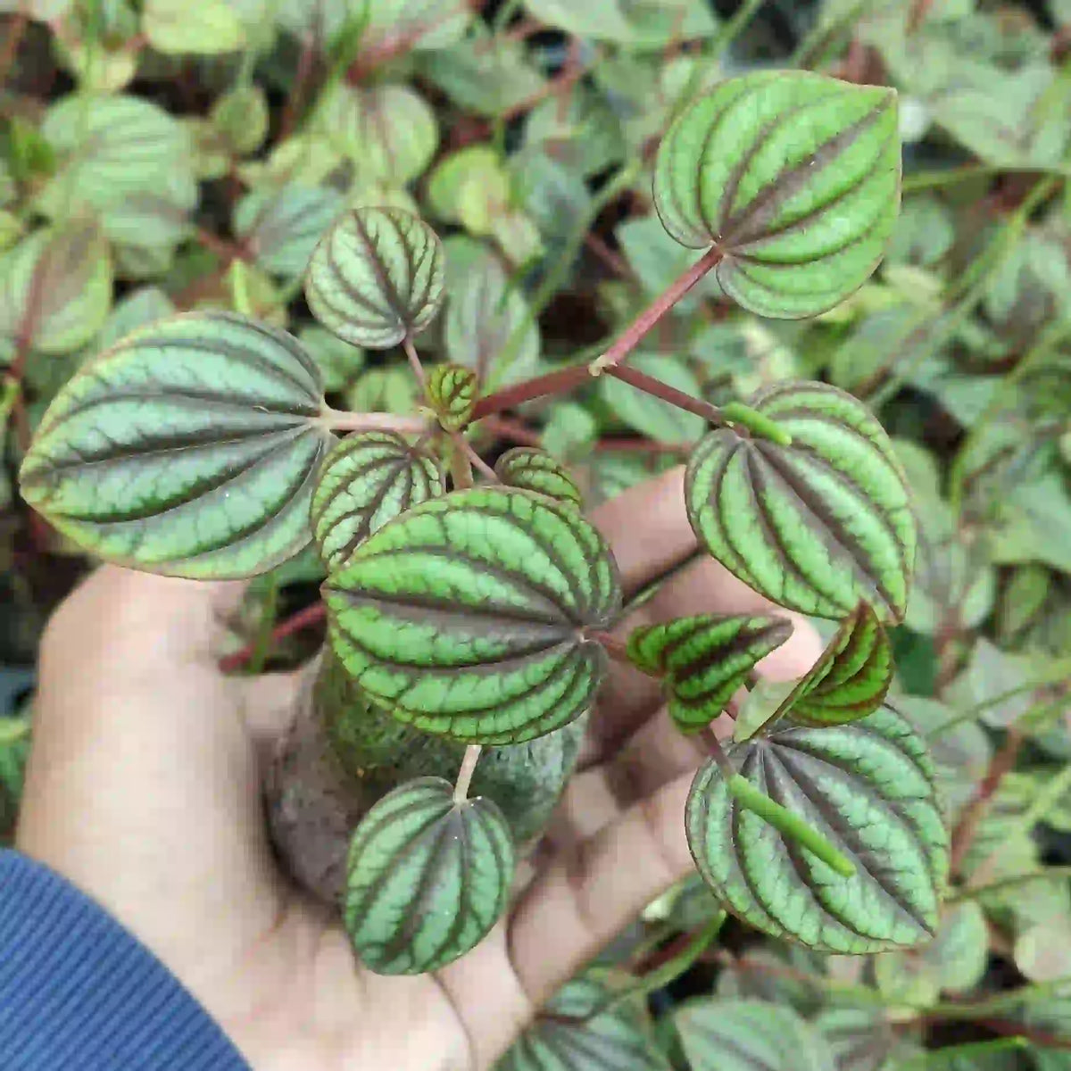 Peperomia Albovittata ‘Piccolo Banda’ - Jiffy Bag