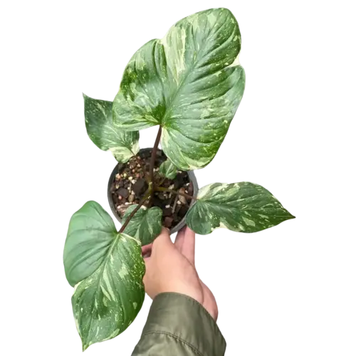 Homalomena Rubescens Maggy Variegated - Rare