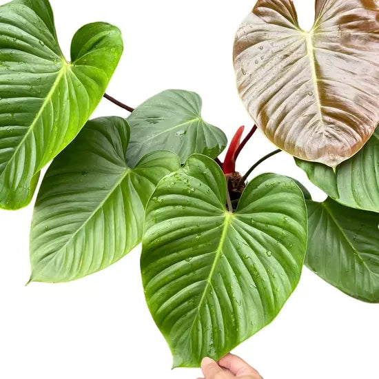 Philodendron Lynamii- Rare (Big Plant)