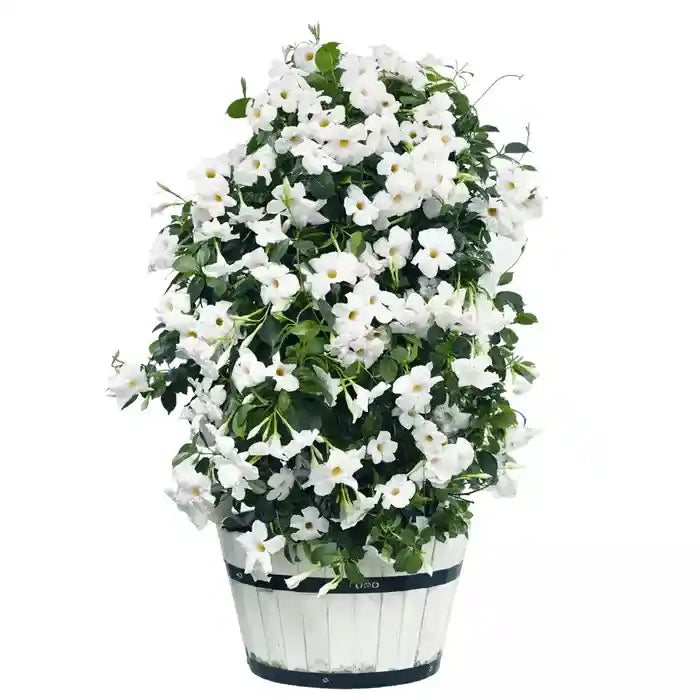 White Mandevilla Vine