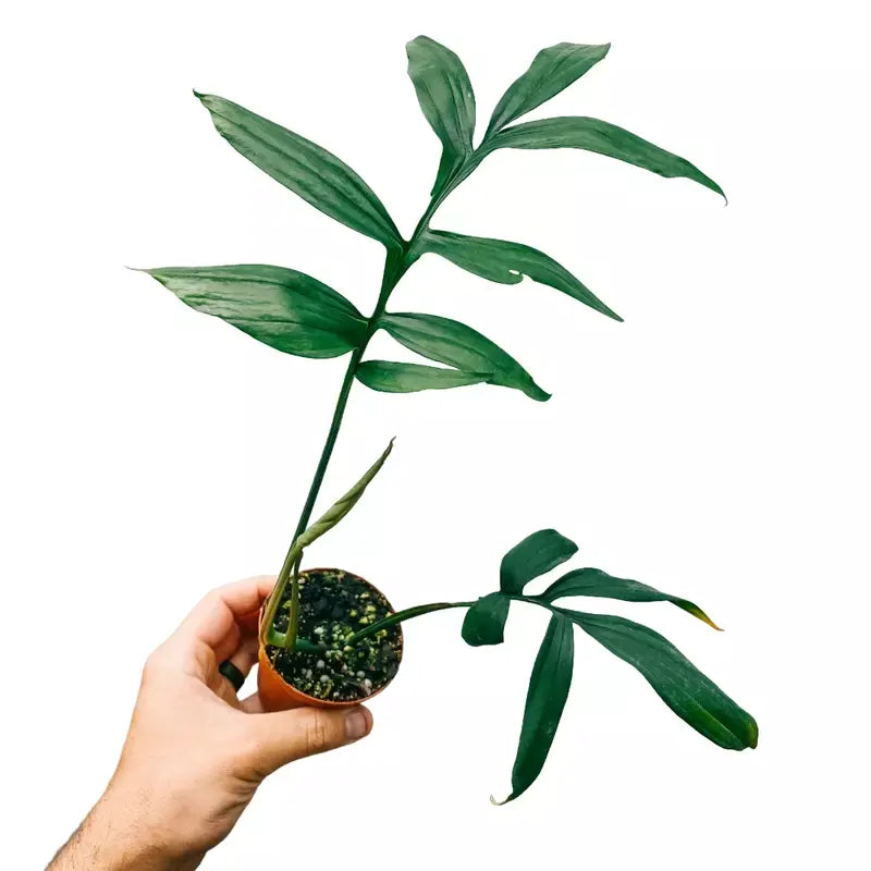 Monstera Subpinnata - Rare