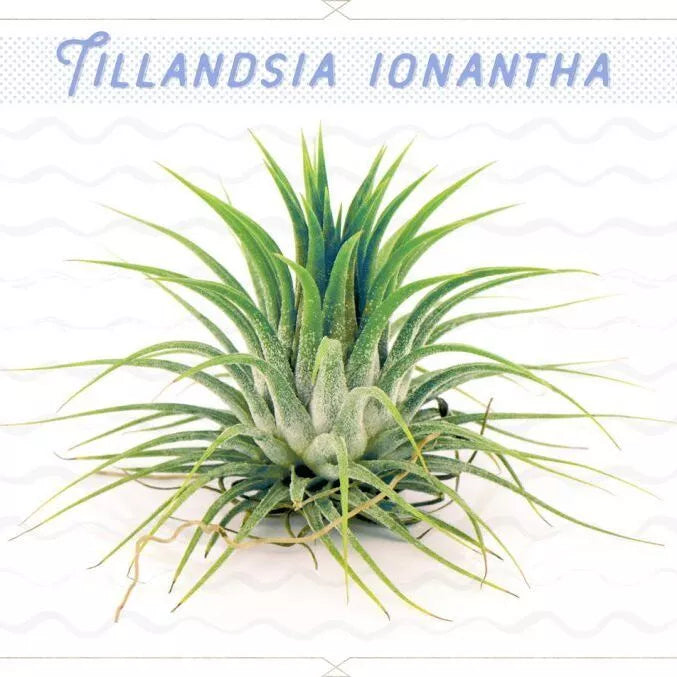 Tillandsia Ionantha Red - Air plant