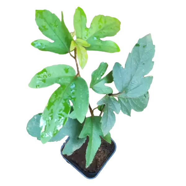 Passiflora Kermesina Plant - Passion Flower, Krishnakamal, Passiflora pink