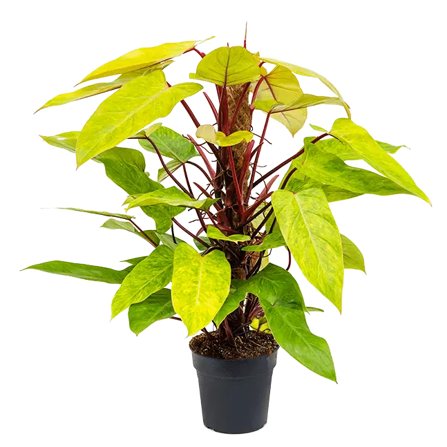 Philodendron Painted Lady