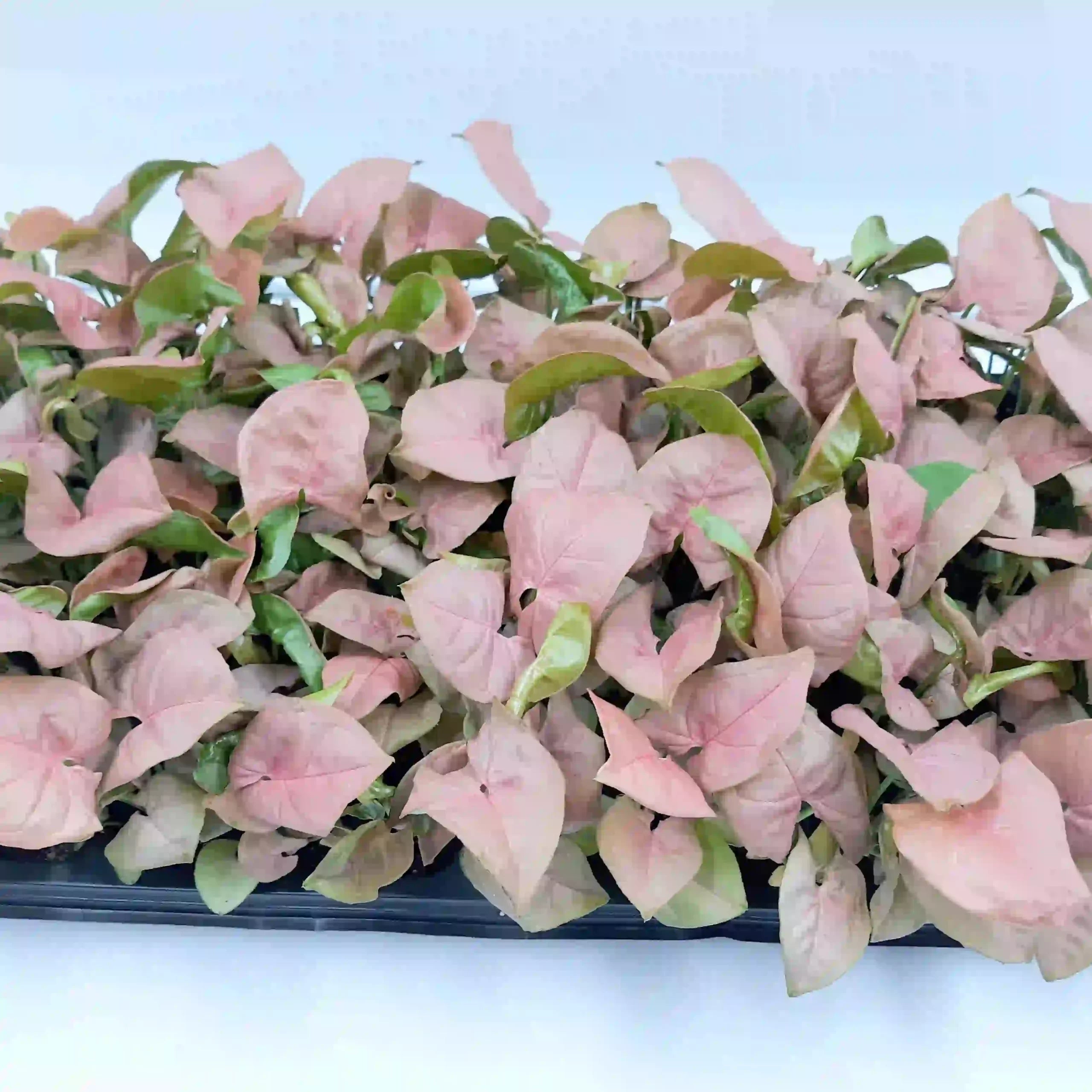 Pink Syngonium Live Plant