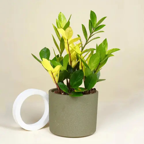 ZZ Plant Yellow Variegated - Rare