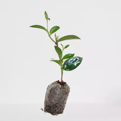 White flower lipstick plant | Myra lipstick | CODONANTHE GRACILIS