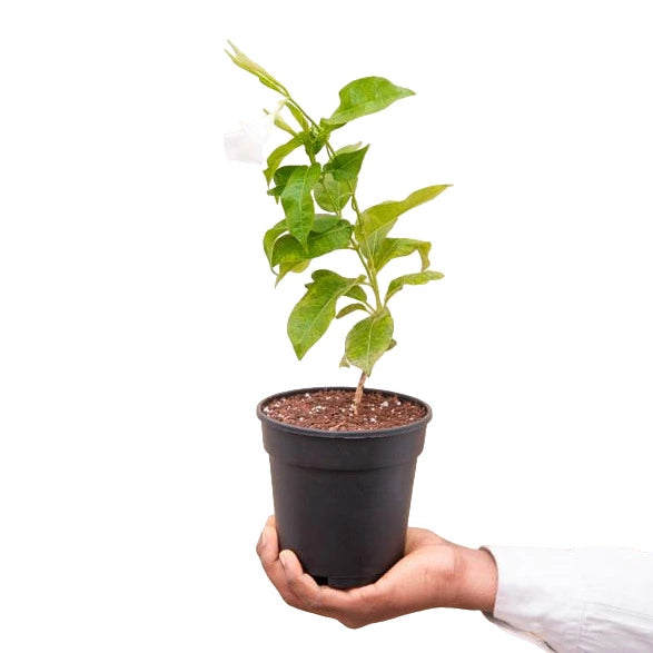 White Mandevilla Vine