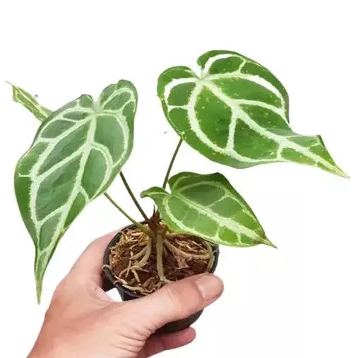 Anthurium Crystallinum Miniature