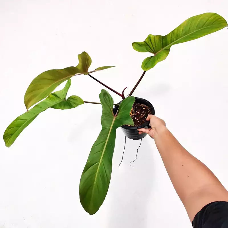 Philodendron ‘Florida Bronze’ - Rare Plant