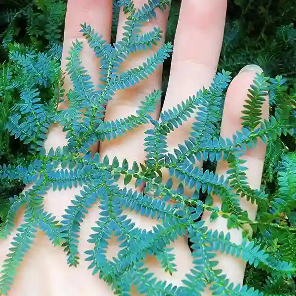 Selaginella Uncinata, Blue Spikemoss, Peacock Fern - Creeper