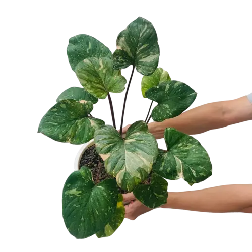 Homalomena Rubescens Maggy Variegated - Rare