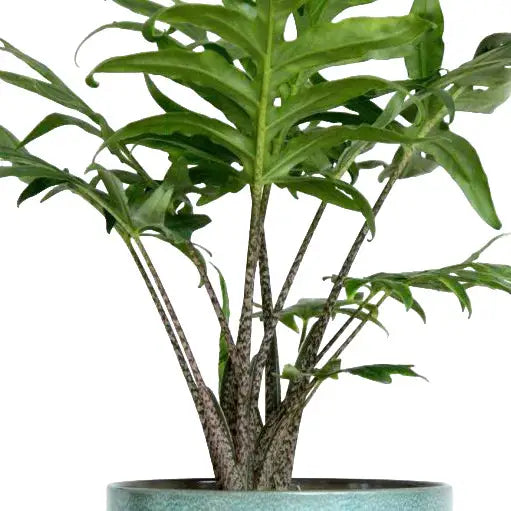 ALOCASIA BRANCIFOLIA PINK PASSION- Rare (Big Plant)