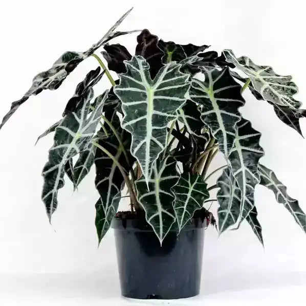 Alocasia Amazonica- Rare