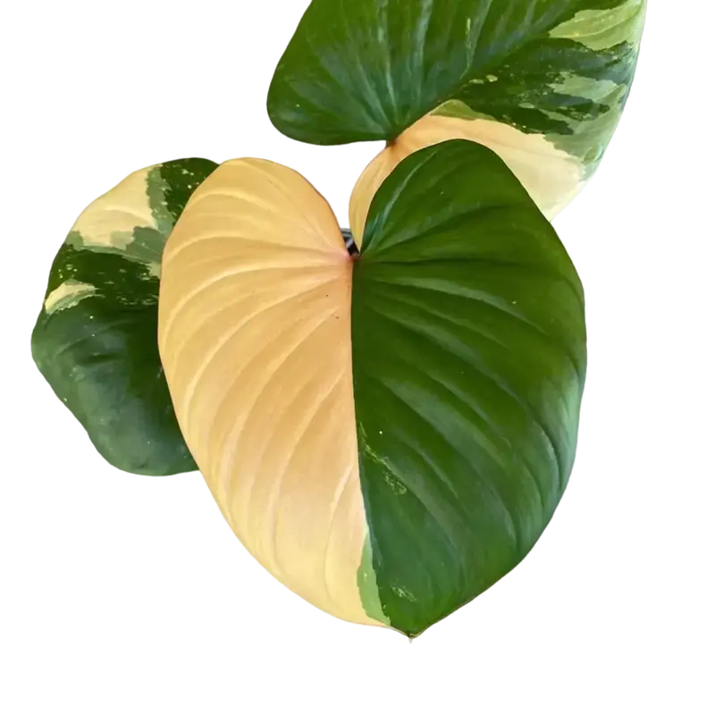 Homalomena Rubescens Maggy Variegated - Rare