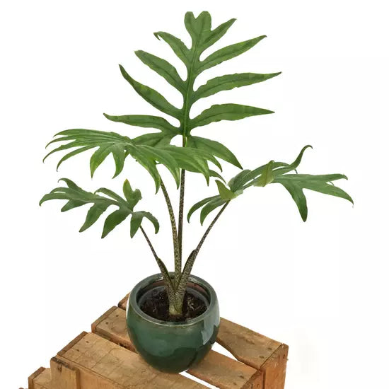 ALOCASIA BRANCIFOLIA PINK PASSION- Rare (Big Plant)