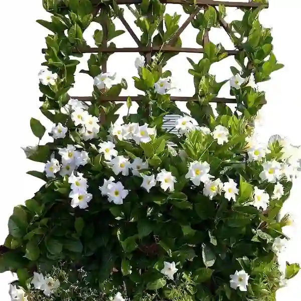 White Mandevilla Vine