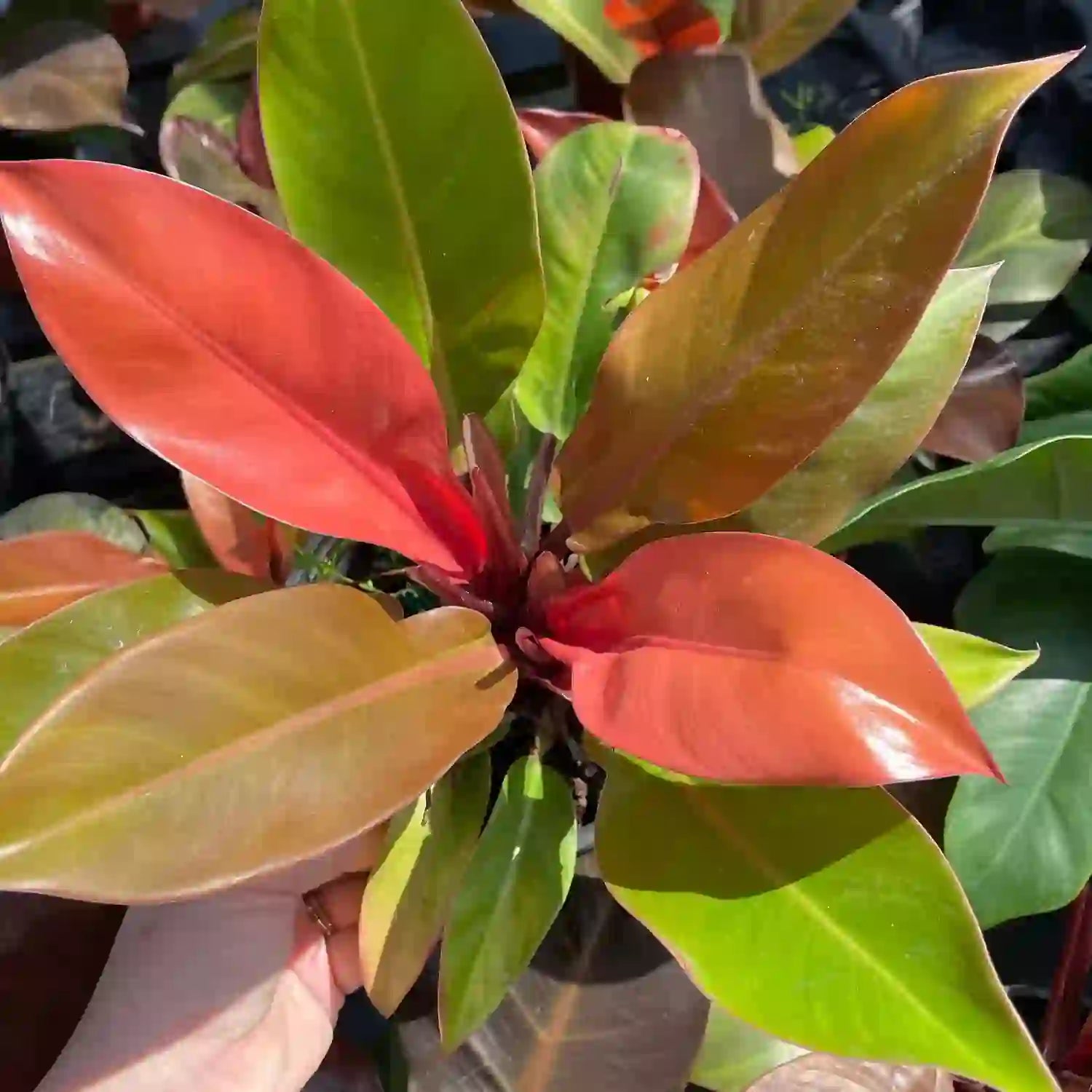 Philodendron ‘Prince of Orange’