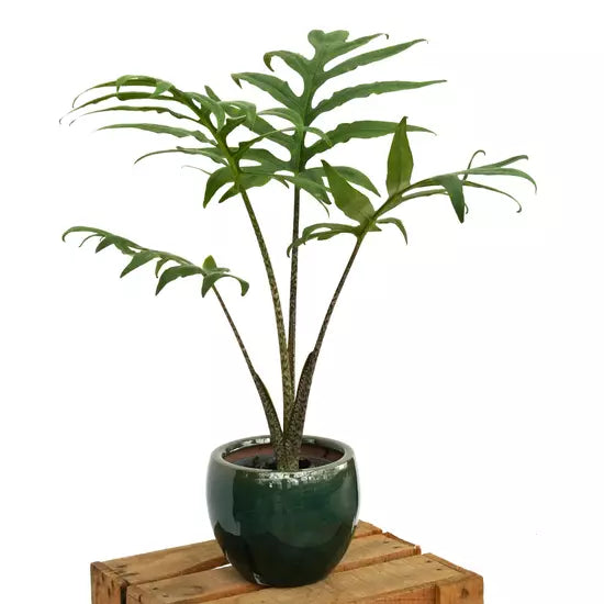 ALOCASIA BRANCIFOLIA PINK PASSION- Rare (Big Plant)