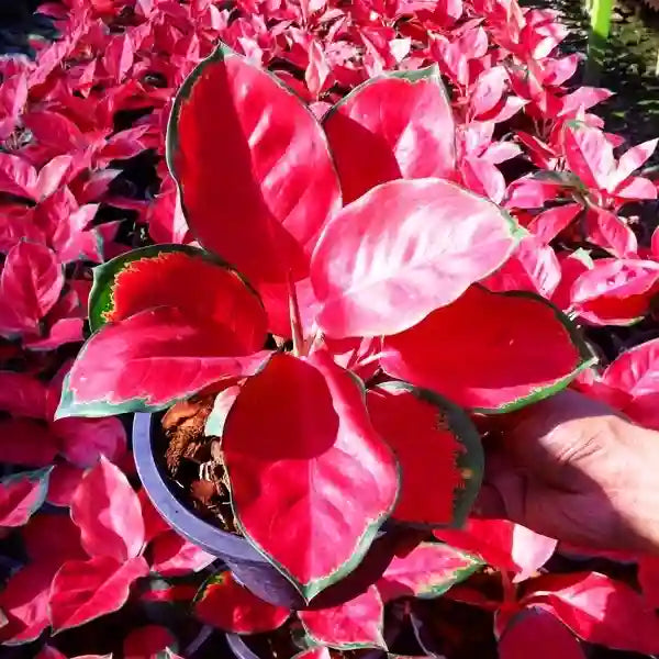 Aglaonema Thailand Red - Rare