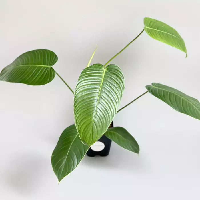 Philodendron Scherberichii- Rare Plant