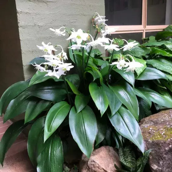 Urceolina Amazonica | Eucharis Grandiflora | Amazon Lily Plant