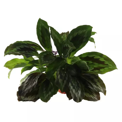Peacock Ginger (Kaempferia Rotunda)