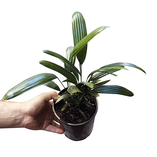 Rhapis Excelsa Miniature, Lady Palm - Multiple Shoots