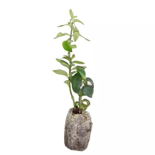 Twisted lipstick plant (Aeschynanthus 'Twister')