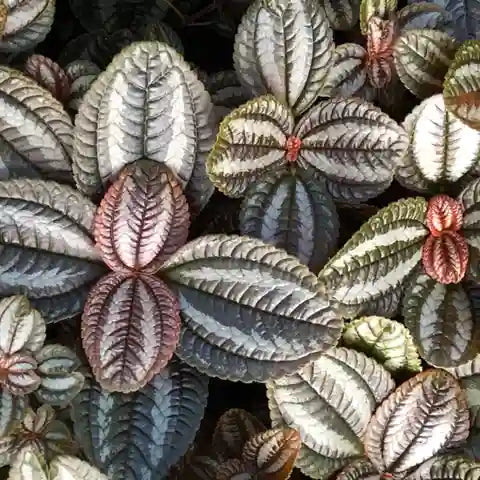 Pilea involucrata 'Norfolk' - Friendship Plant