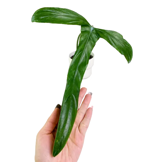 Philodendron Holtonianum - Rare Plant