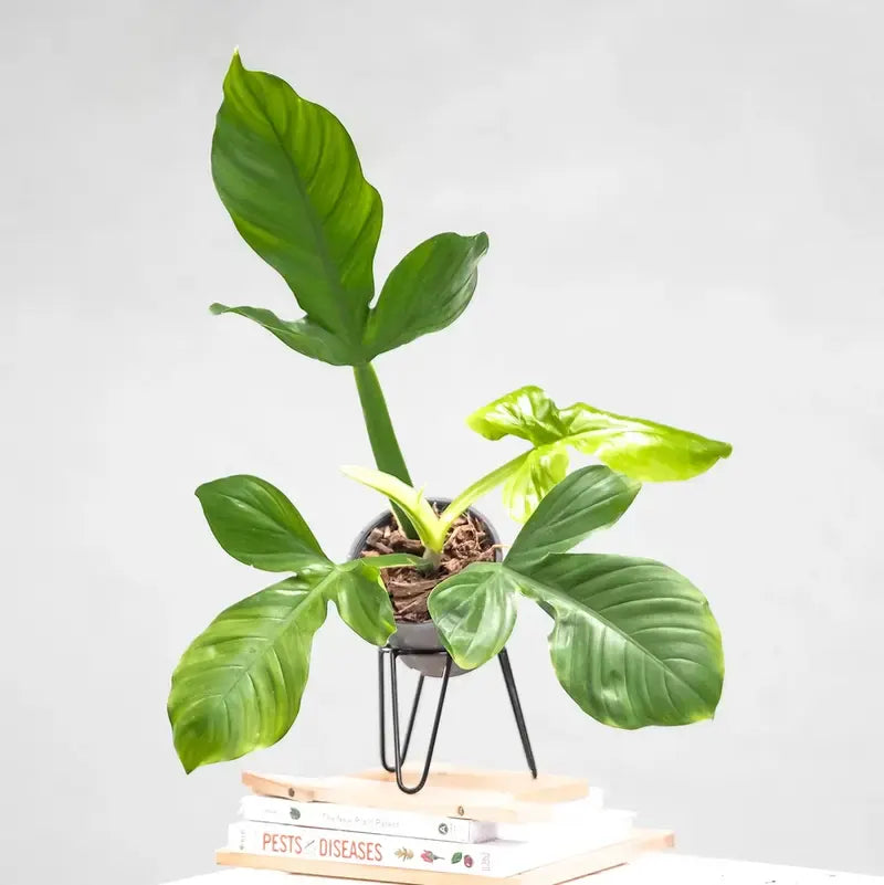 Philodendron Applanatum - Rare Plant