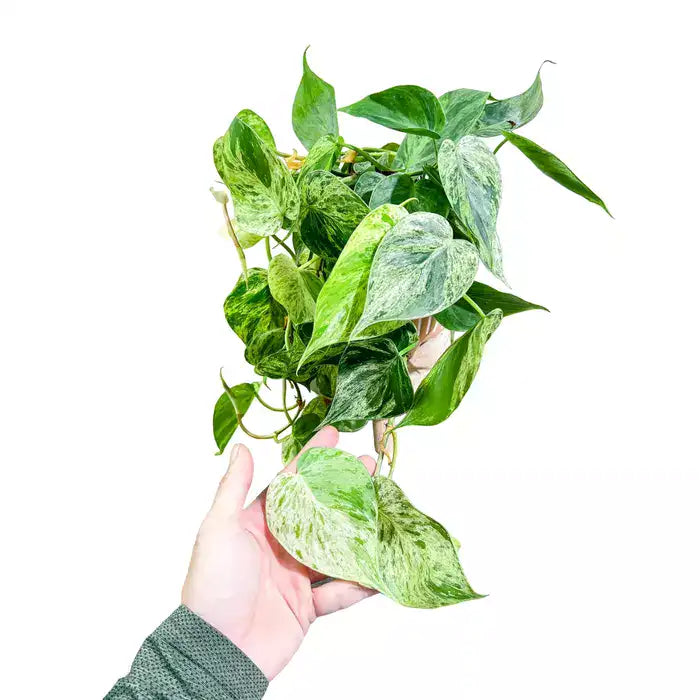 Philodendron Hederaceum Variegated- Rare