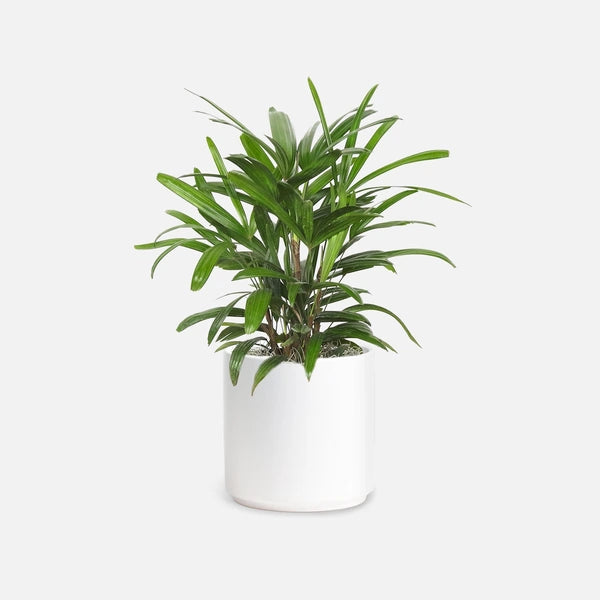 Rhapis Excelsa Miniature, Lady Palm