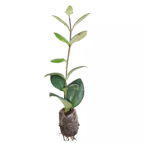 Red Lipstick Plant Mona Lisa