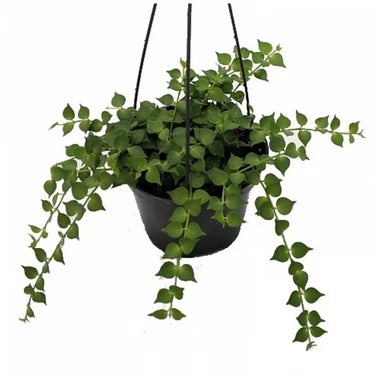 Dischidia Ruscifolia (Million Hearts)