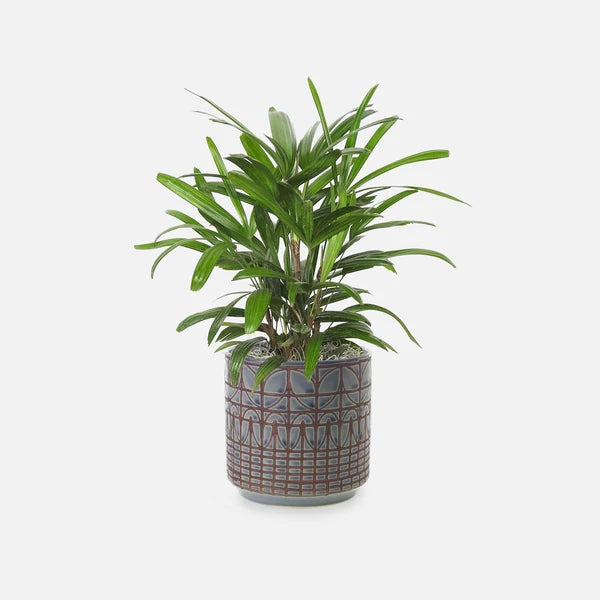 Rhapis Excelsa Miniature, Lady Palm