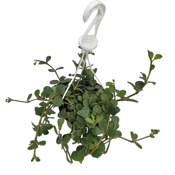 Peperomia Hope