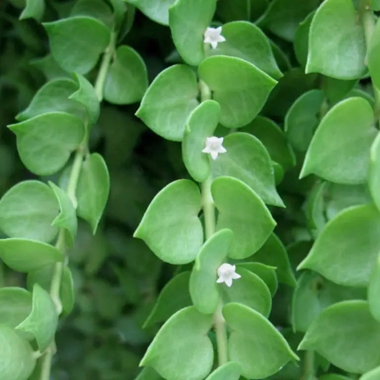 Dischidia Ruscifolia (Million Hearts)