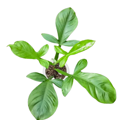 Philodendron Applanatum - Rare Plant