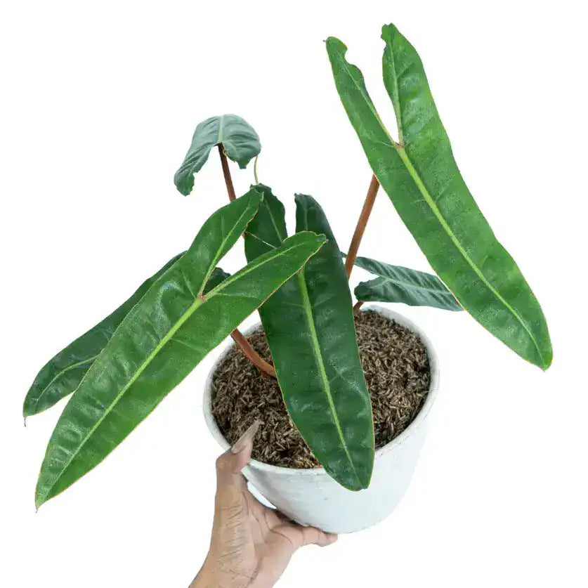 Philodendron Billietiae - Rare plant - BIG