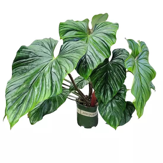 PHILODENDRON PLOWMANII- Rare