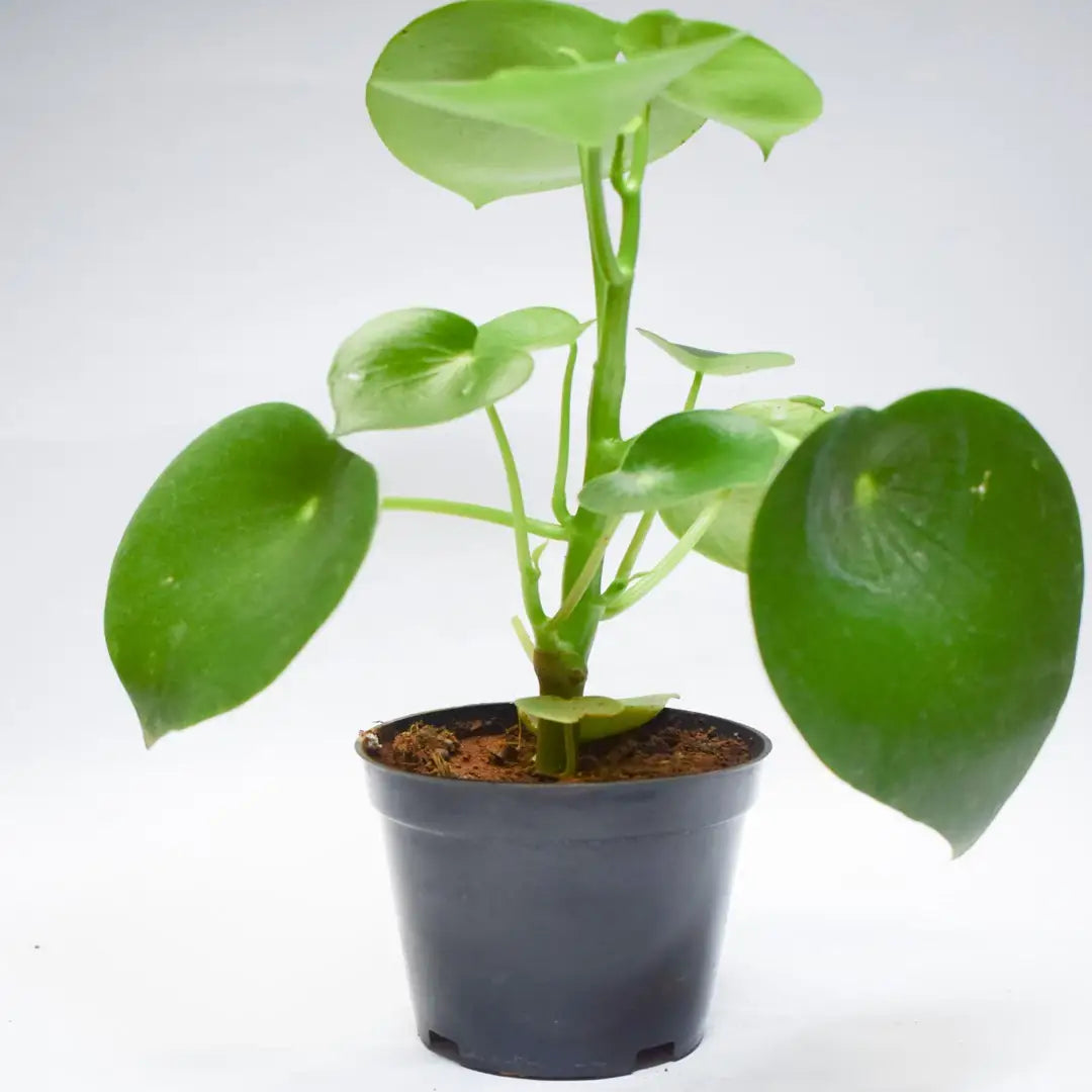 Peperomia Raindrop